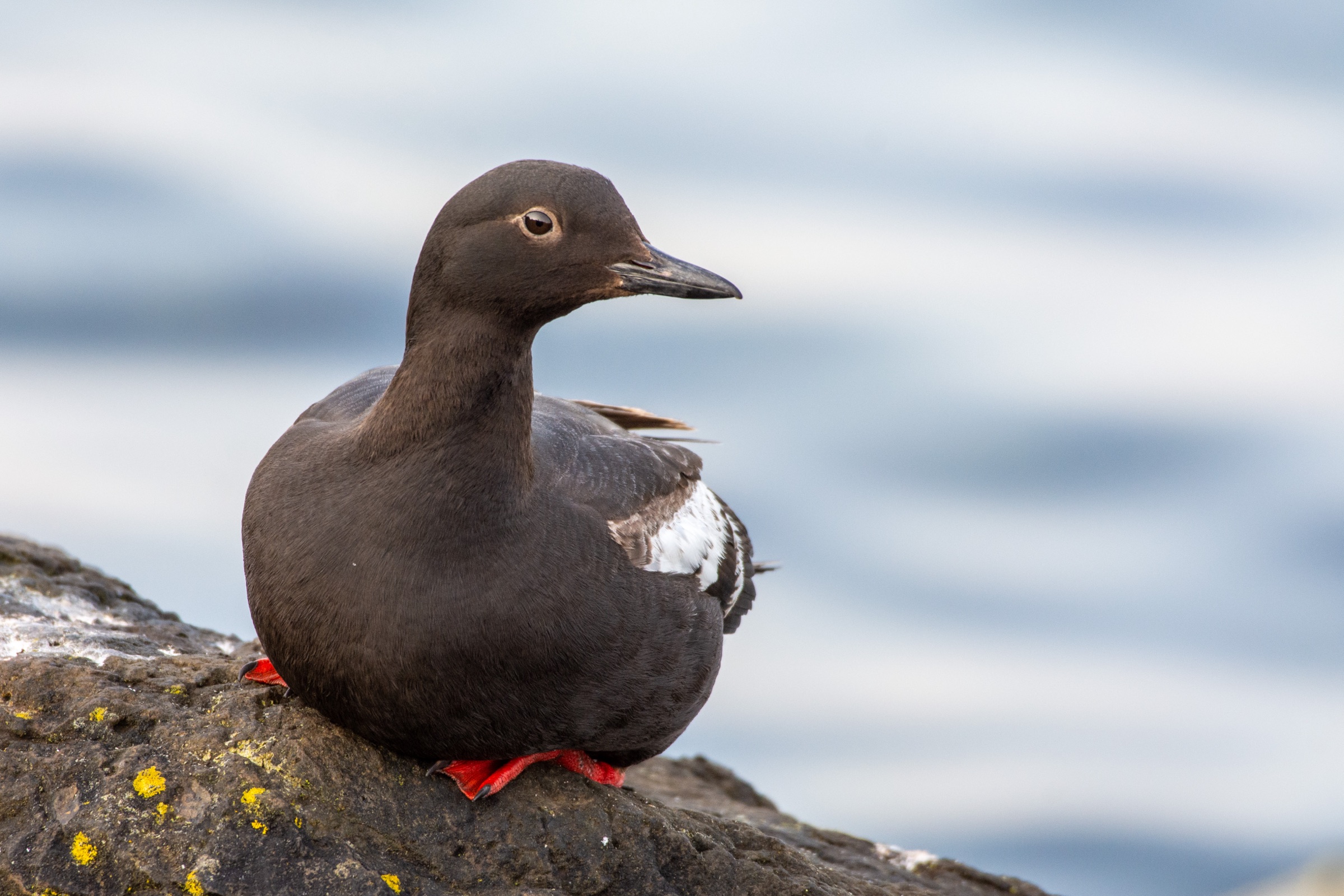 A Pigeon Guillemot resting on a rock above water, sooty black with a white wing patch and red feet.
