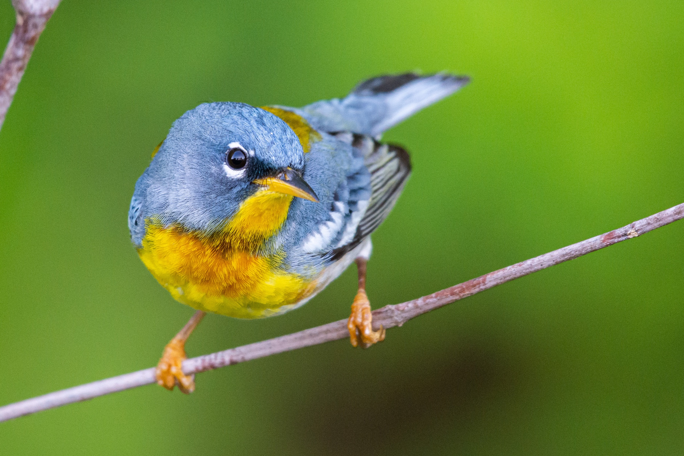 A Northern Parula facing the camera on a diagonal twig, blue-gray above with a yellow throat.