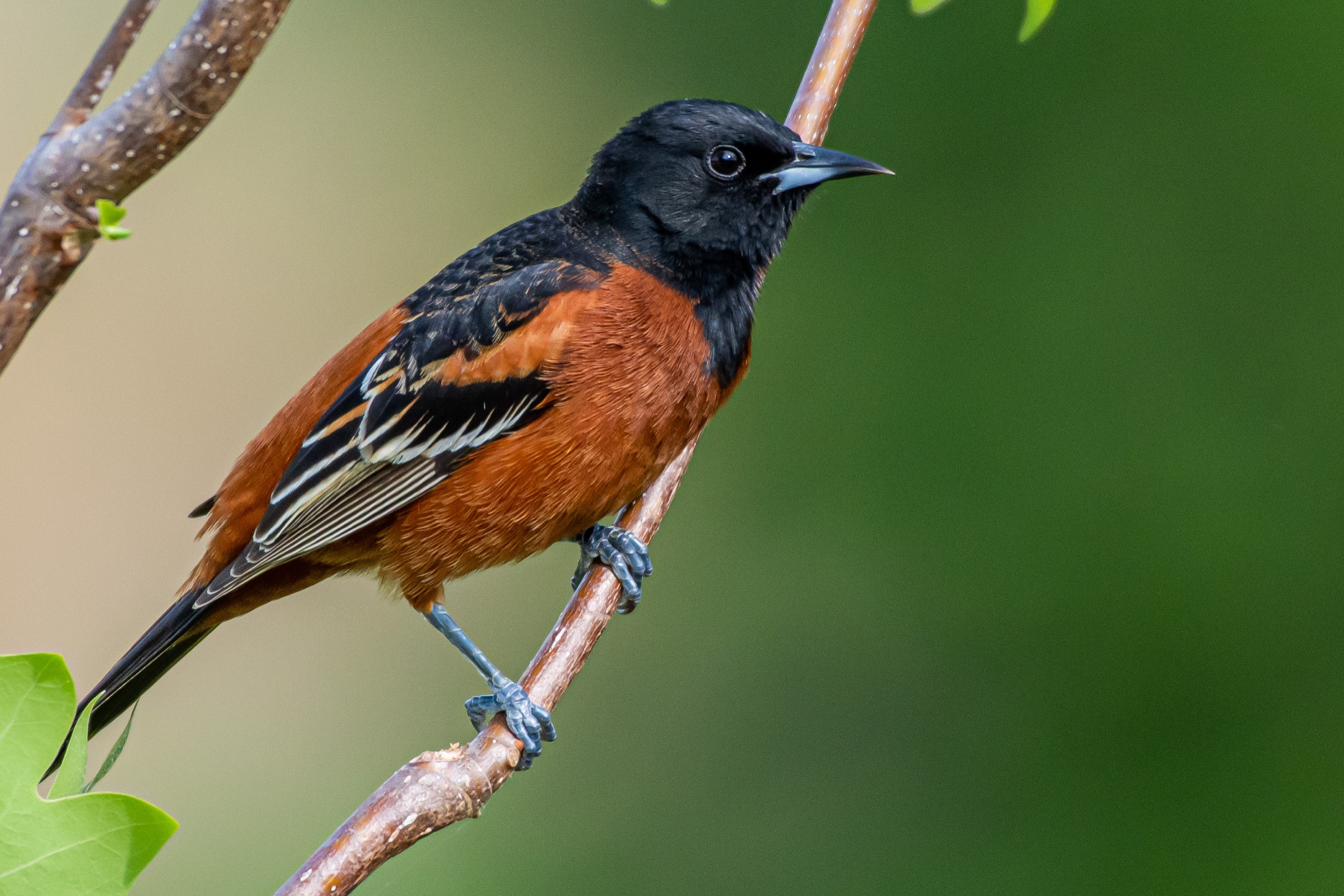 An adult male Orchard Oriole on a branch, black hood over deep chestnut underparts.