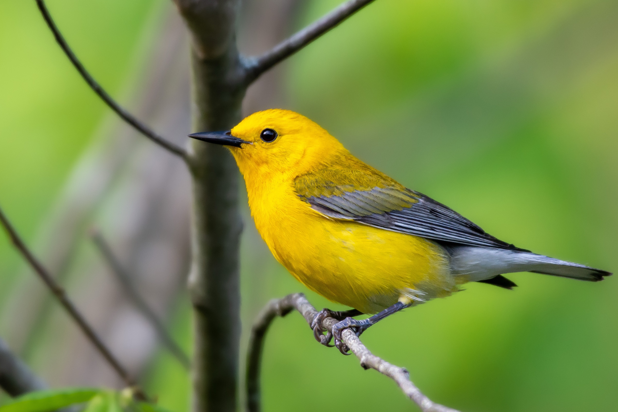 A Prothonotary Warbler perched on a thin branch, glowing golden-yellow head against green.