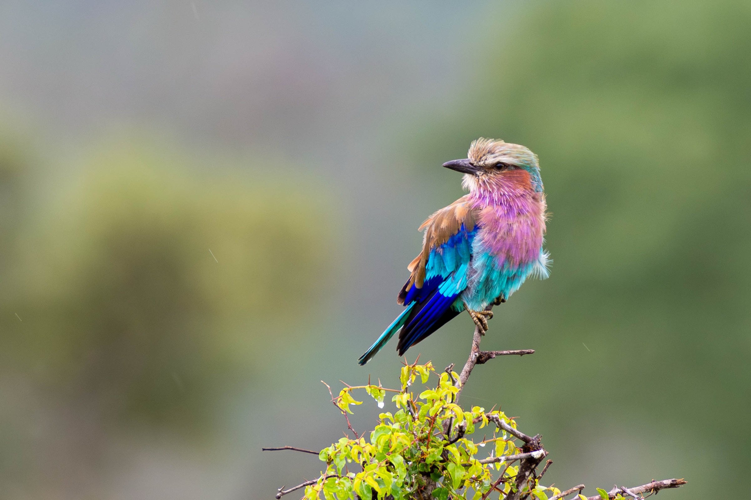 A Lilac-breasted Roller perched atop a bush, lilac throat and turquoise wings catching the light.