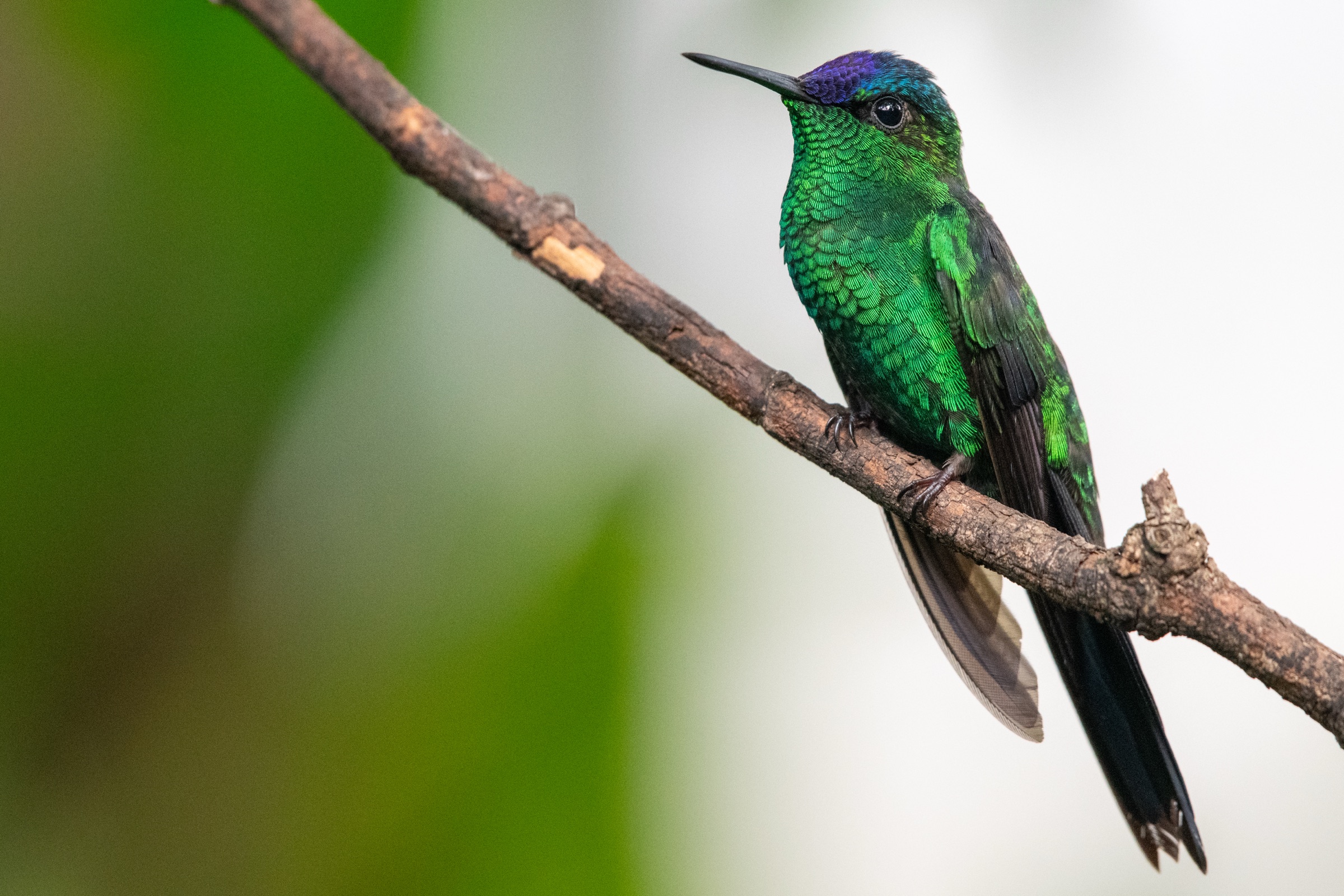 A male Violet-capped Woodnymph hummingbird on a branch, iridescent green body and a violet cap.