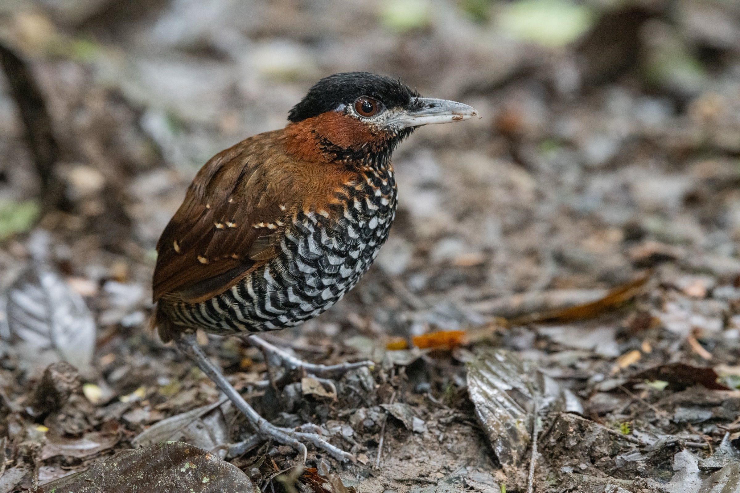 A Black-crowned Antpitta on the forest floor, rufous face and boldly barred underparts.